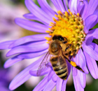 Blütenpracht und Insektenwunder - Bienen in, Honig aus - Bayern